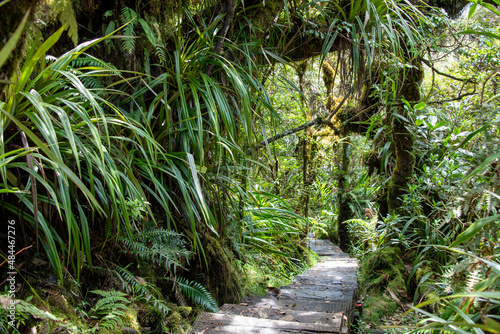 A jungle trail with wooden board in Bebour forest, Trou de Fer, La Reunion, France.