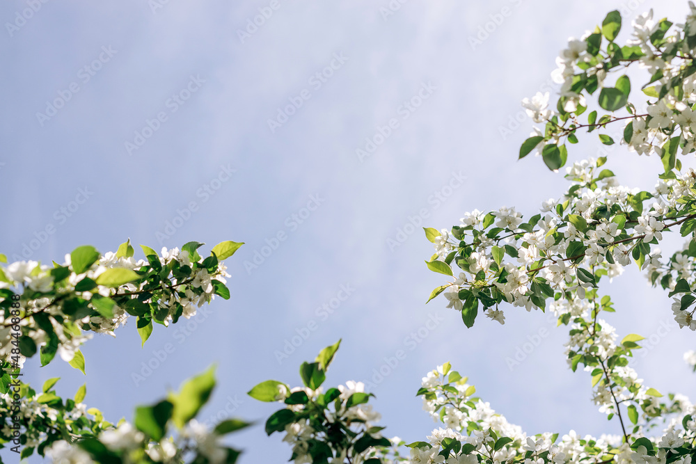 Fototapeta premium Blooming apple tree on the background of blue sky close-up.Natural and floral background..Selective focus,copy space.