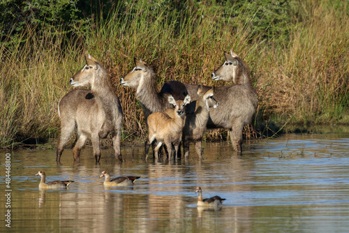 Canvas Print Waterbuck family in the water, Pilanesberg National park