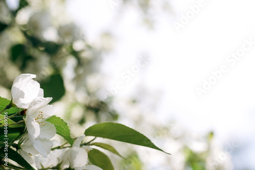 Blooming apple tree on the background of sky close-up.Natural and floral background..Selective focus,copy space.