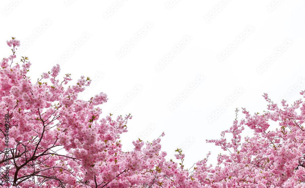 flowers of pink decorative cherry or sakura on a spring tree on a white background