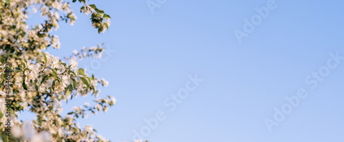 Blooming apple tree on the background of blue sky close-up.Natural and floral background..Selective focus,copy space.