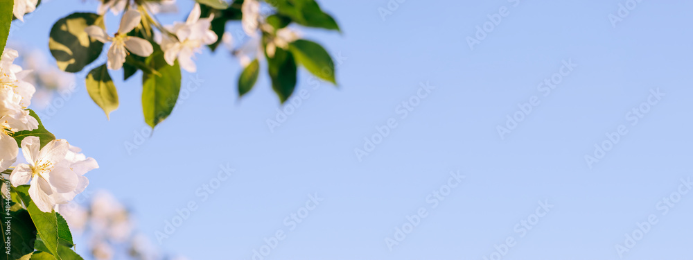 Blooming apple tree on the background of blue sky close-up.Natural and floral background..Selective focus,copy space. Blooming apple tree on the background of blue sky close-up.Natural and floral background..Selective focus,copy space.