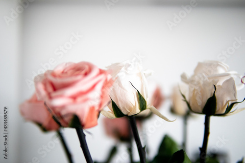 Fototapeta Naklejka Na Ścianę i Meble -  Clean Roses