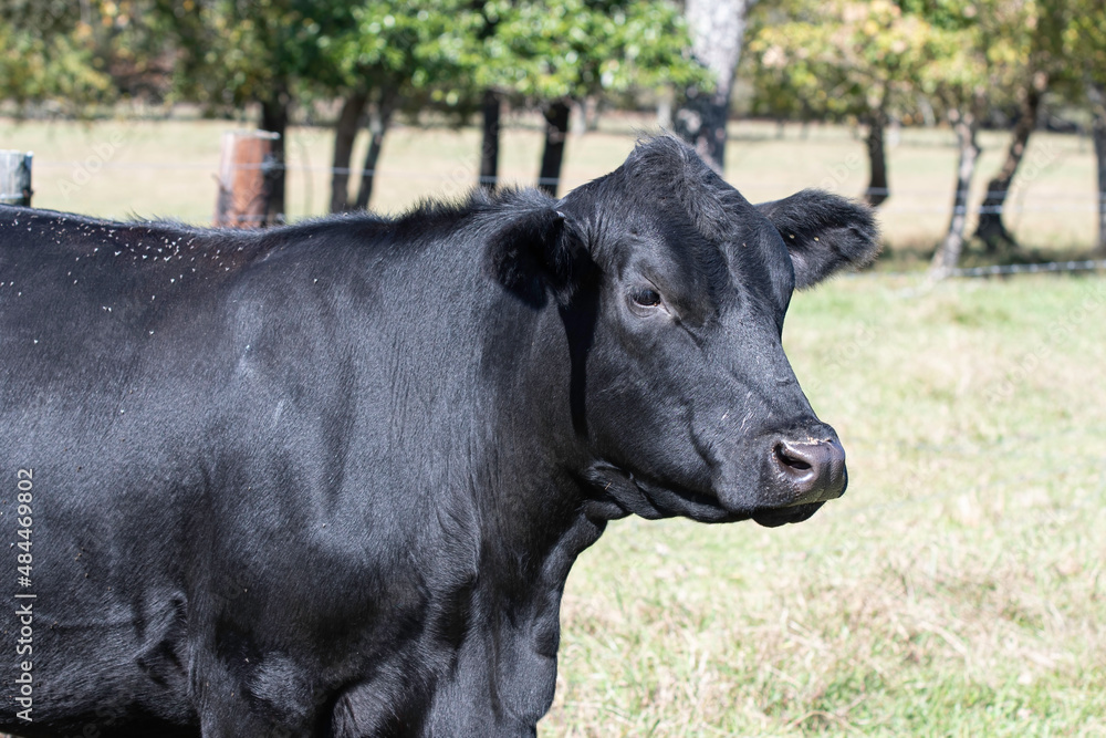 Black Angus cow Black Angus cow
