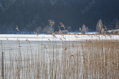 Idyllic winter landscape with white lightly frost covered sea grass at the north bank of the bavarian lake Weissensee in front of the Füssen mountains region Allgäu photo