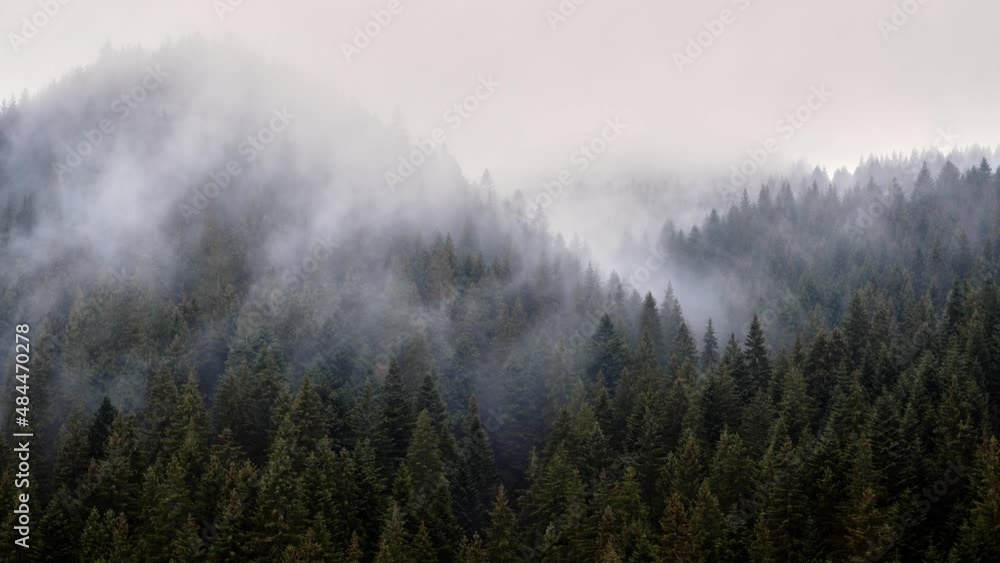The fog spills over the spruce forest, cold rainy weather. The fog spills over the spruce forest, cold rainy weather.
