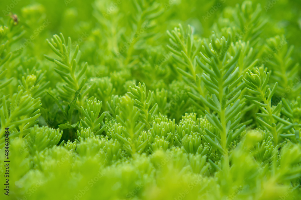Green texture of golden sedum moss with dewdrops as background. Close-up, selective focus. Green texture of golden sedum moss with dewdrops as background. Close-up, selective focus.
