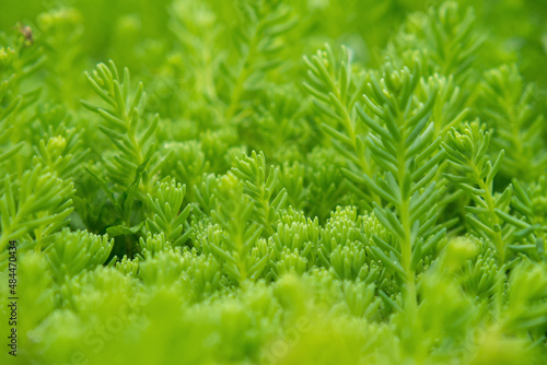 Green texture of golden sedum moss with dewdrops as background. Close-up, selective focus. photo