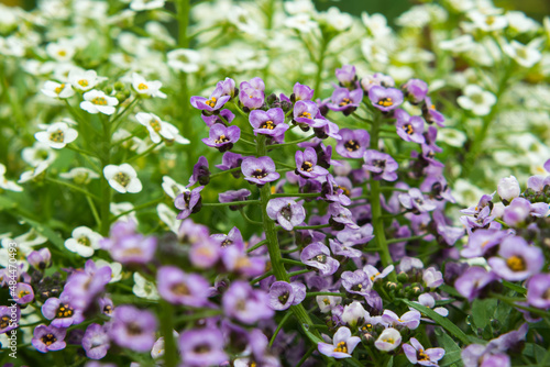 Close-up of white and pink lobularia flowers in the backyard. The green leaves show dew drops. Selective focus.