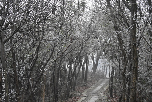 path in the woods trees covered by frost