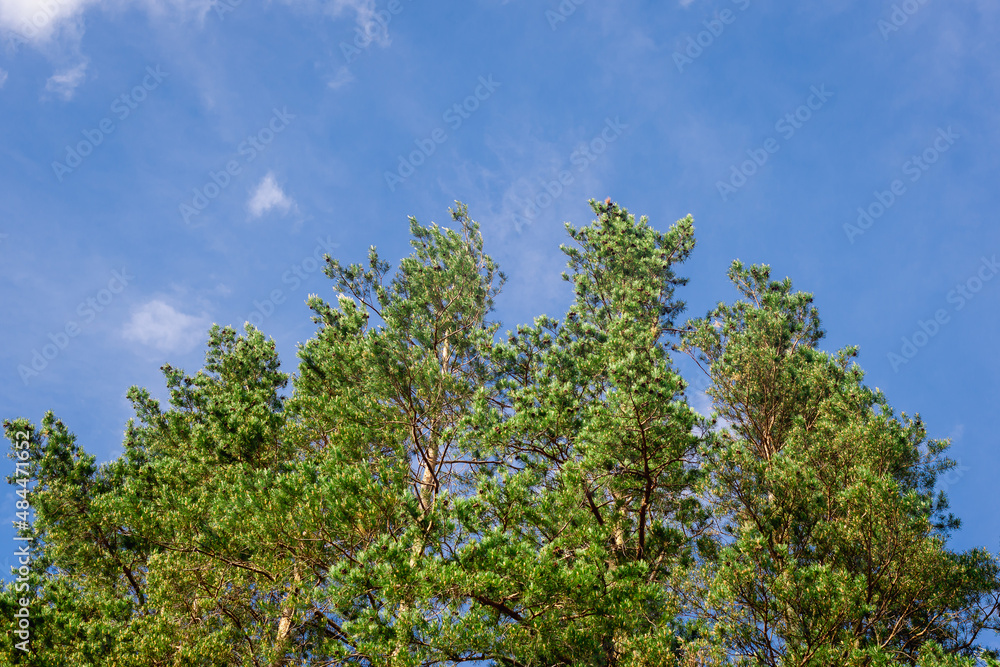 Green forest with green leaves and blue sky with clouds.