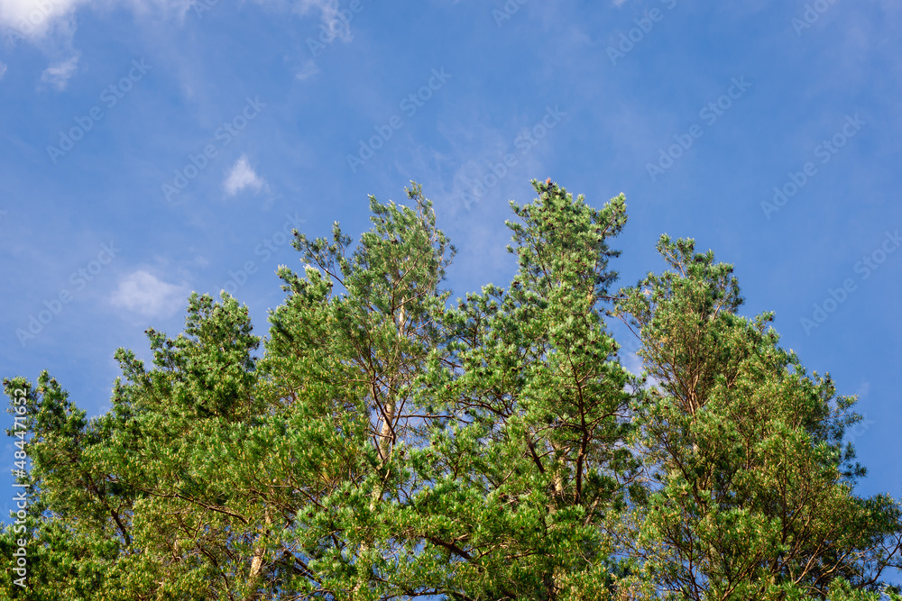 Fototapeta premium Green forest with green leaves and blue sky with clouds.