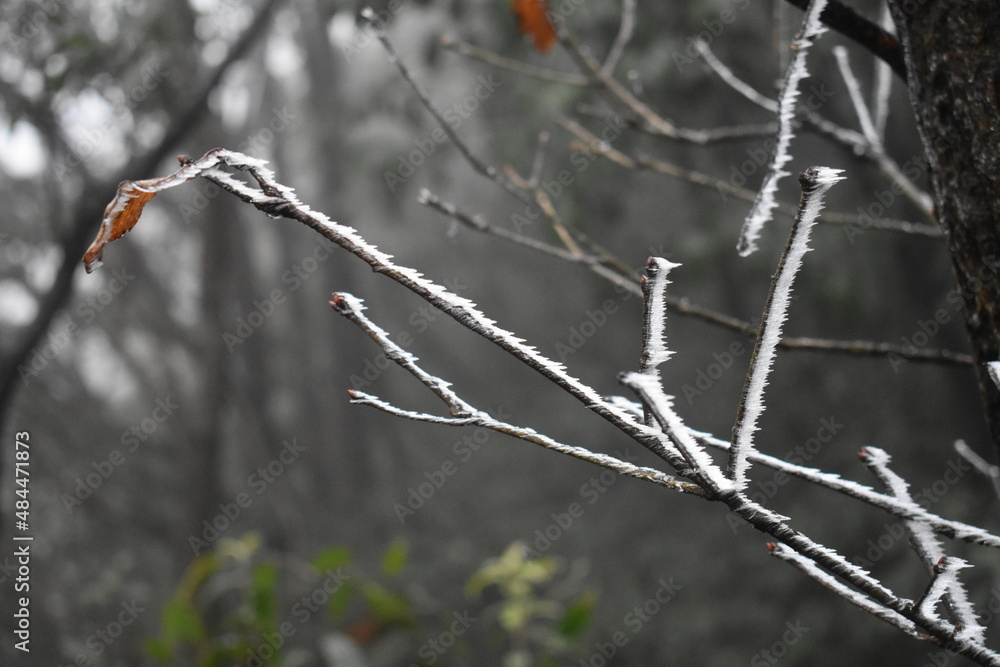 Obraz premium snow covered branches