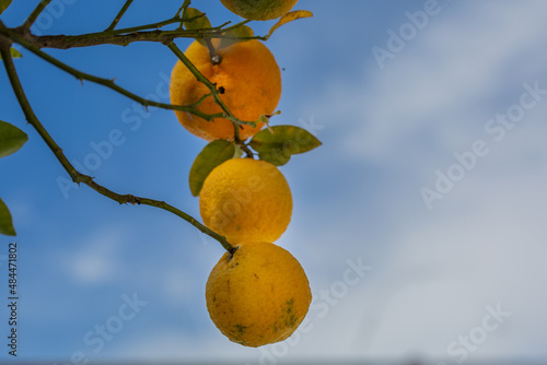 Oranges hanging from an orange tree with negative space