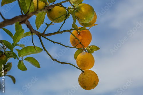 Oranges hanging from an orange tree