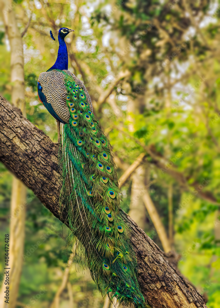 Obraz premium Peacock sitting on a tree