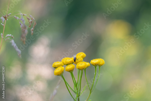 Closeup of yellow spring flowers on the ground in the sunlight across a fresh green morning background. insect fly on the flower with soft focus.