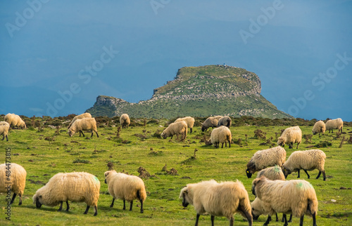 Escena de un rebaño de ovejas al sol con el monte Tologorri al fondo