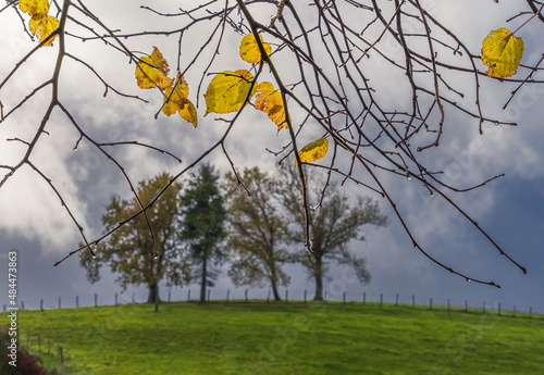 Restos de un otoño pasado photo