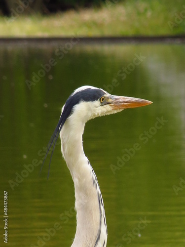 Gros plan de la tête d'un héron de sa huppe noire sur sa calotte blanche et noire