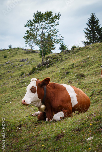 Cow relaxing at a hillside