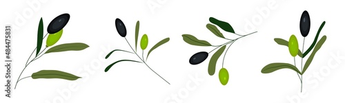 Set of green and black vector olive branches isolated on white background. Olives are oil sign, healthy products, organic cosmetics, eco food, natural element.