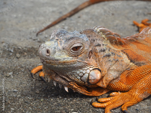 iguana on the rocks