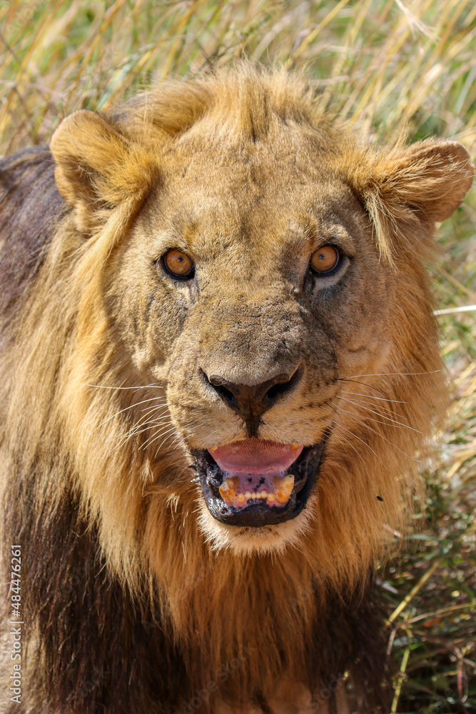 Male Lion, Pilanesberg National Park
