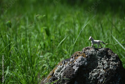 Caballo miniatura en las montañas  © Tonatiuh A. R. 