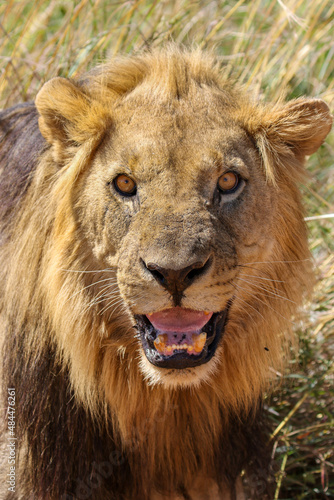 Male Lion  Pilanesberg National Park