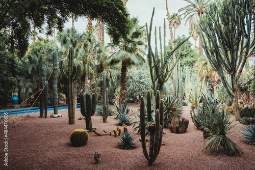 cactus in the middle of the garden