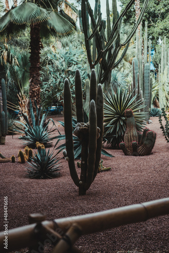cactus in the desert