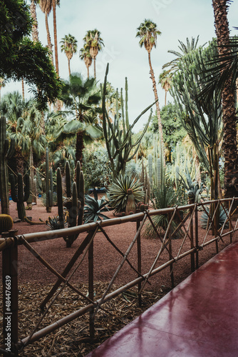 cactus in the middle of the garden