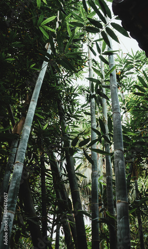 bamboo forest in the morning