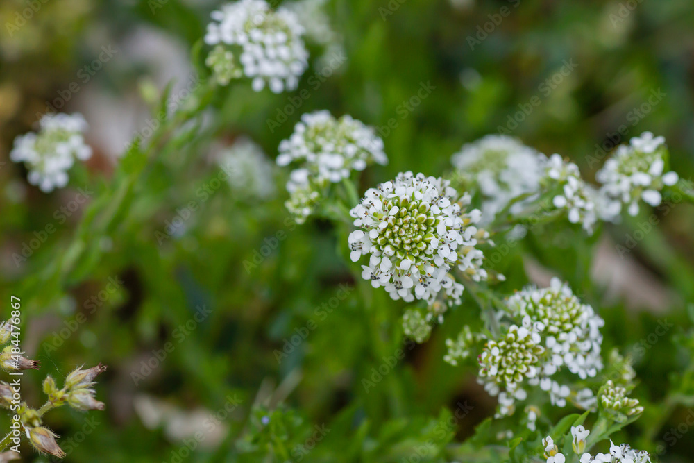 Virginia pepperweed white flowers Virginia pepperweed white flowers
