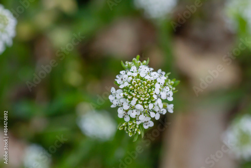  Virginia pepperweed white flowers