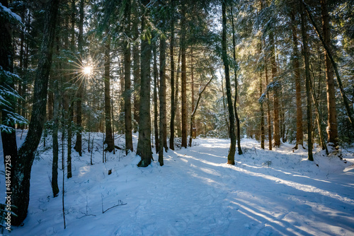 Wald, Schnee, Winter, Sonne, Bäume