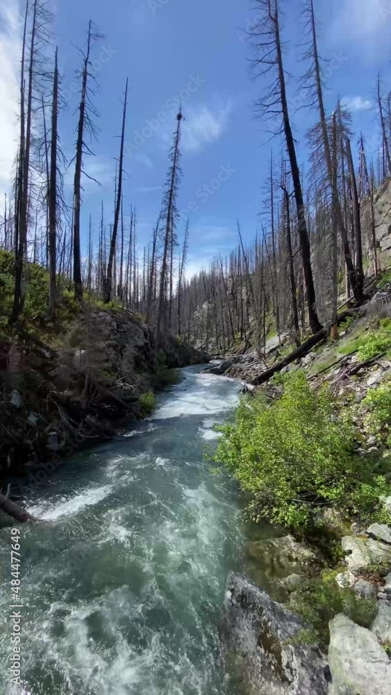 Entiat river flows through a valley of burned dead trees Entiat river flows through a valley of burned dead trees