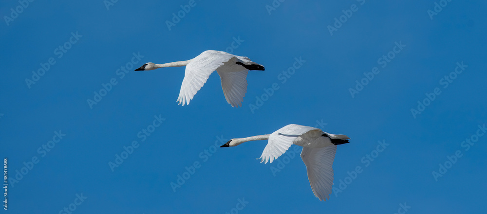 Fototapeta premium Trumpeter swans in flight Deere Parkes wildlife management area Idaho