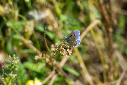 Silver-studded blue (Plebejus argus) butterfly perched on flower in Zurich, Switzerland