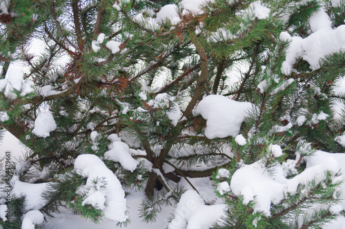 Branches of pine tree with snow in a winter forest