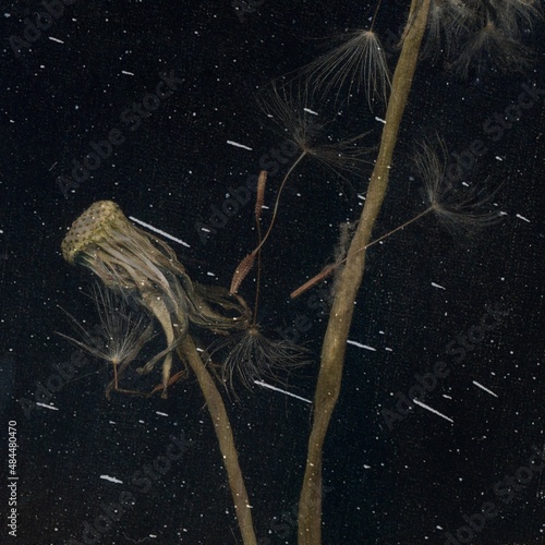 Close-Up of a wilted dandelion. Dandelion with flying seeds on a beautiful abstract art background. photo