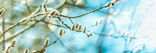 Spring branches of pussy willow on colorful blurred background. Beautiful panoramic scenery