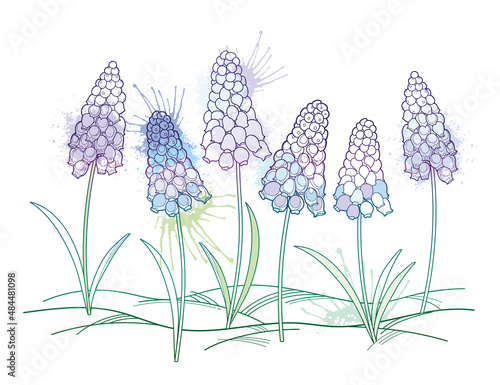 Outline early spring Muscari or grape hyacinth flower and leaves in pastel blue and green isolated on white background. 