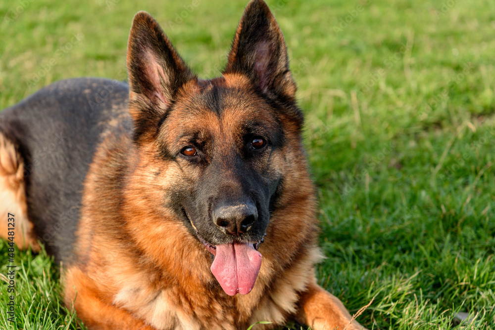 close-up portrait of a German shepherd dog lying on the grass like a sphinx, calm, relaxed, resting, with his mouth ajar, his tongue half out, his gaze calm and fixed on the camera, expectant and atte