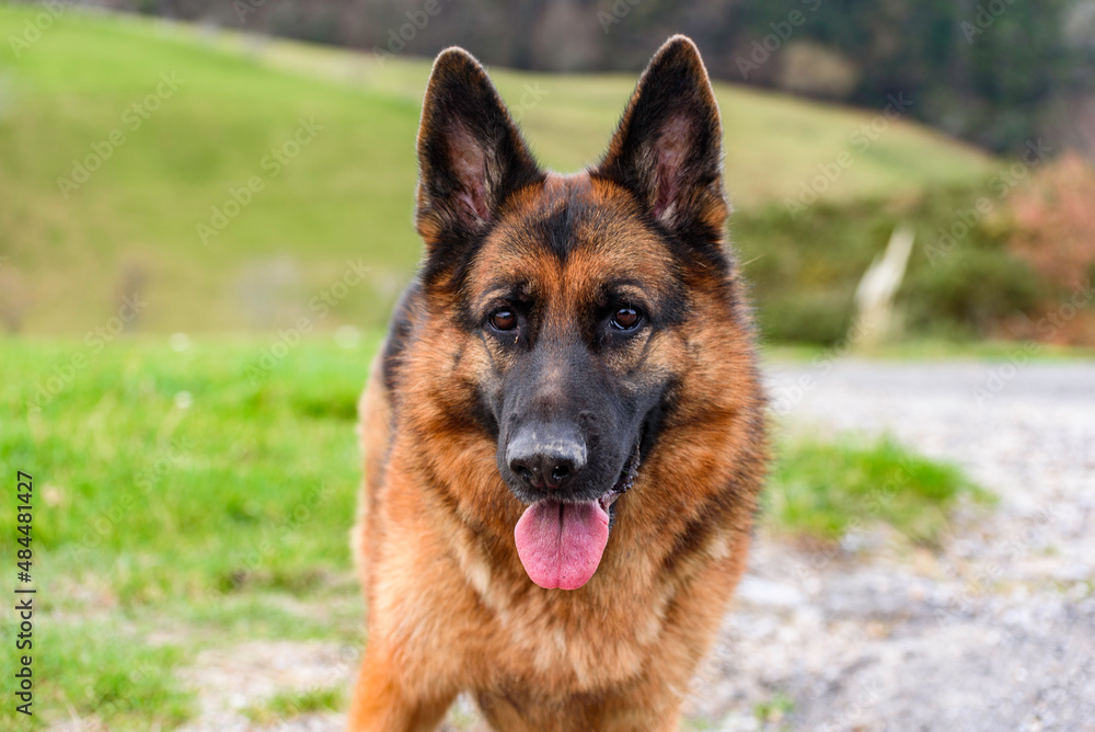 closeup of the head of a german shepherd dog facing the camera, standing in the field, ears erect, mouth ajar, half open, attentive and relaxed look but expectant and calm and relaxed