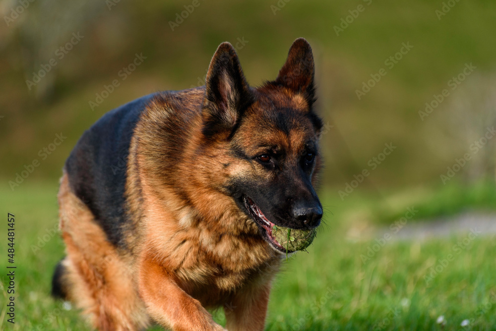 close-up of a german shepherd dog slowing down his sideways run to the camera in the middle of a country road, in front of a rustic fence of wooden posts and barbed wire, on the edge of a road looking close-up of a german shepherd dog slowing down his sideways run to the camera in the middle of a country road, in front of a rustic fence of wooden posts and barbed wire, on the edge of a road looking