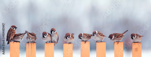 panoramic photo a flock of small birds sparrows sitting on a fence in a garde...