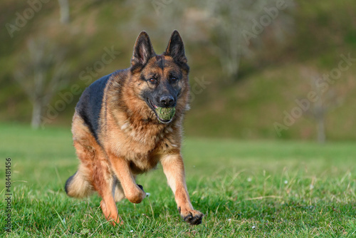 german shepherd dog running facing the camera in the middle of a field, a meadow, on the grass looking straight ahead and with a ball in his mouth.